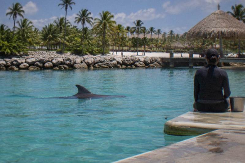 Dolphin Swims And Interactions