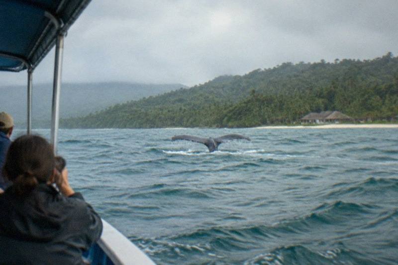 Whale Watching, Bacardi Island