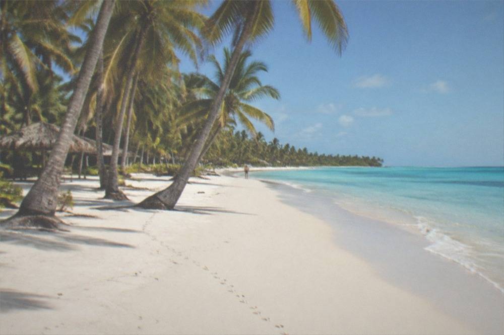 Empty white sand beach backed by coconut palms under a clear sky