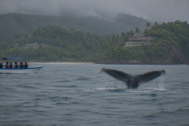 A whale fluke rises from calm tropical water while a small tour boat holds its distance, passengers watching from the deck rails.