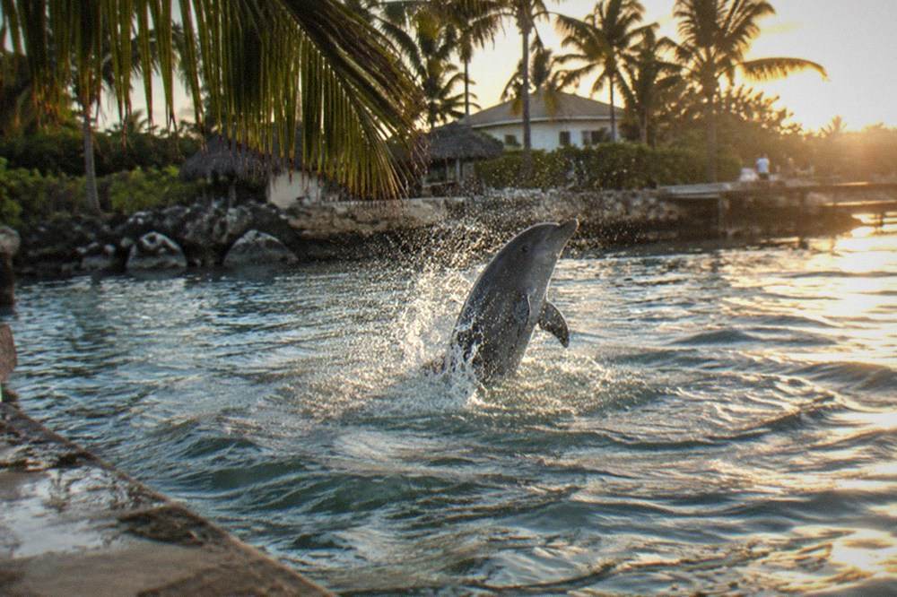Dolphin swimming near the surface of a blue lagoon