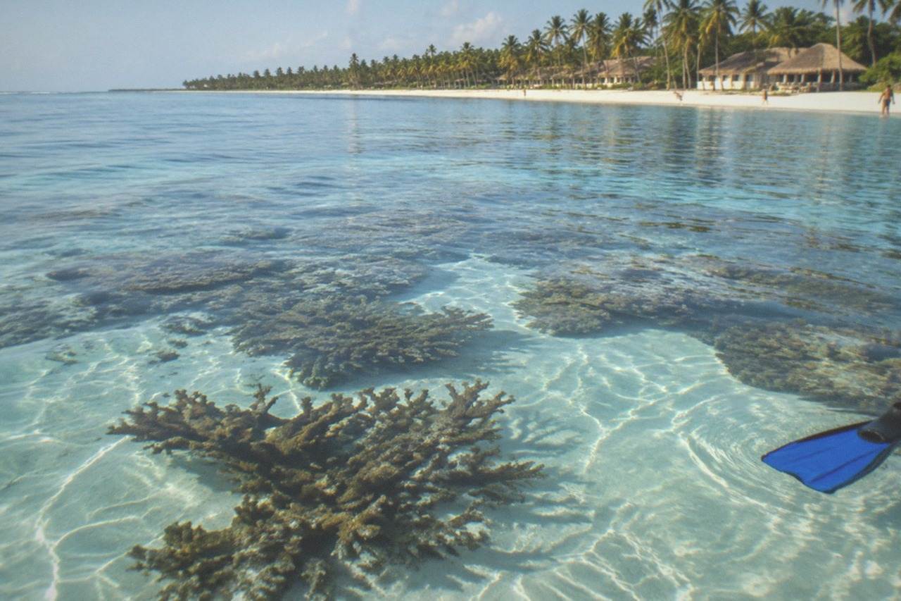 Snorkelers beside a moored catamaran over a Punta Cana reef, small fish crossing clear water above the coral heads.